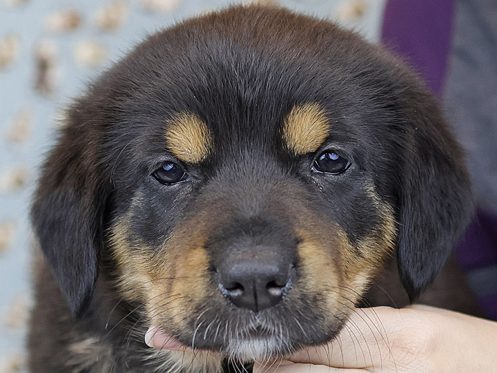 chinook puppy